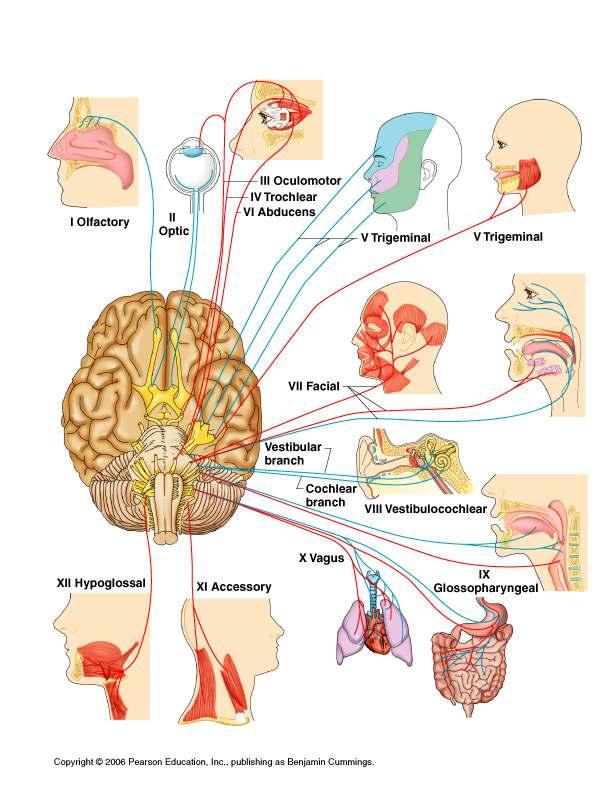 Peripheral Nervous System = consists of the cranial and spinal nerves that arise from the CNS and travel to