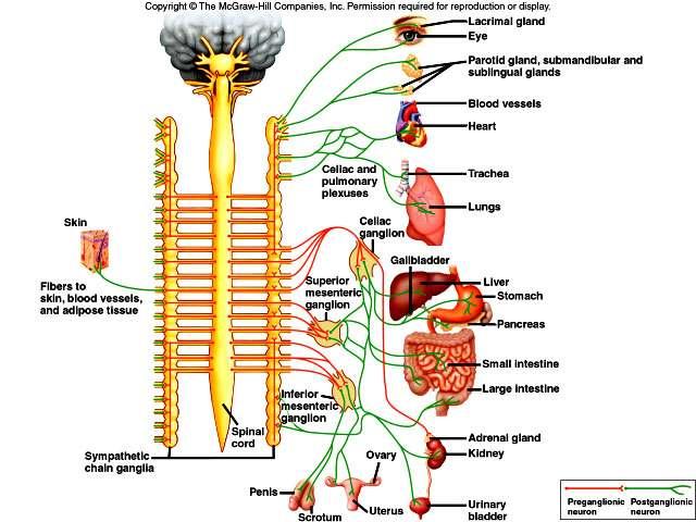 Sympathetic Division = operates under conditions of stress or emergency Fibers arise from the thoracic and lumbar
