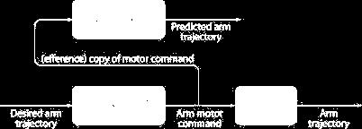 Inverse and forward internal models An internal model is used either: - to predict the movement consequences of a motor