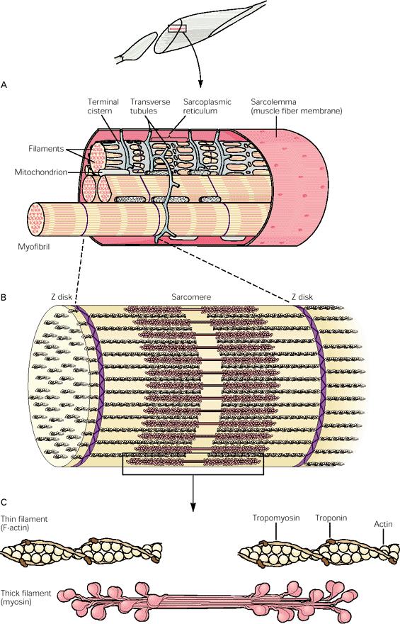 Structure Muscle fiber