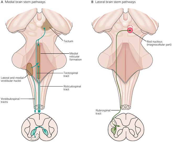 Brain stem pathways Medial pathways (vestibulospinal, reticulospinal,tectospinal), terminates in