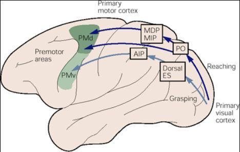 Prehension: reaching and grasping Neurons are