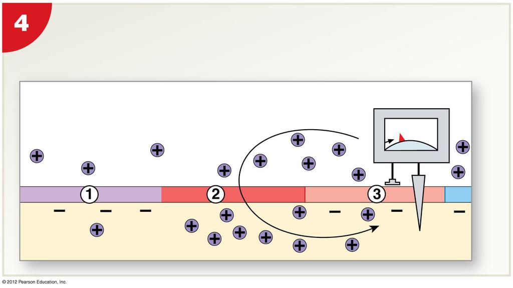 Figure 12-15 Continuous Propagation of an Action Potential along an Unmyelinated Axon As the sodium ions entering at segment 2 spread