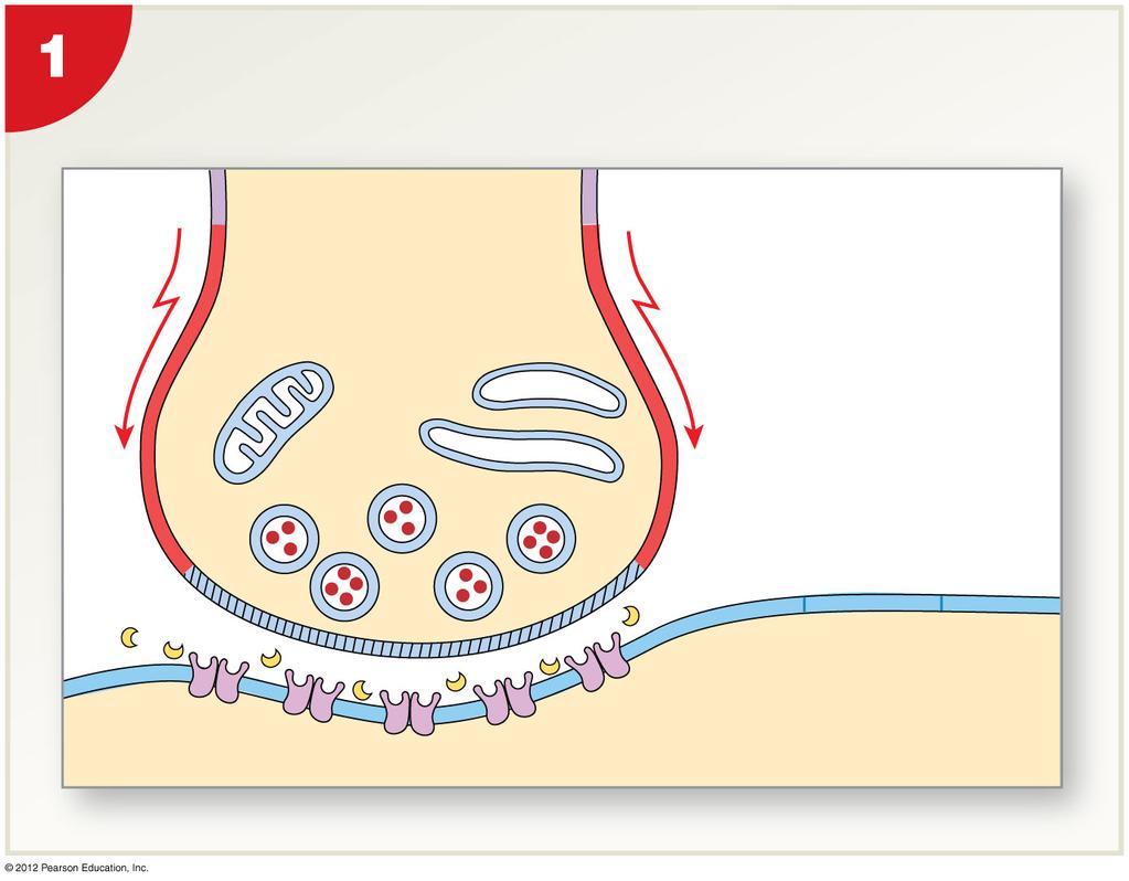 Figure 12-17 Events in the Functioning of a Cholinergic Synapse An action potential arrives and depolarizes the synaptic terminal