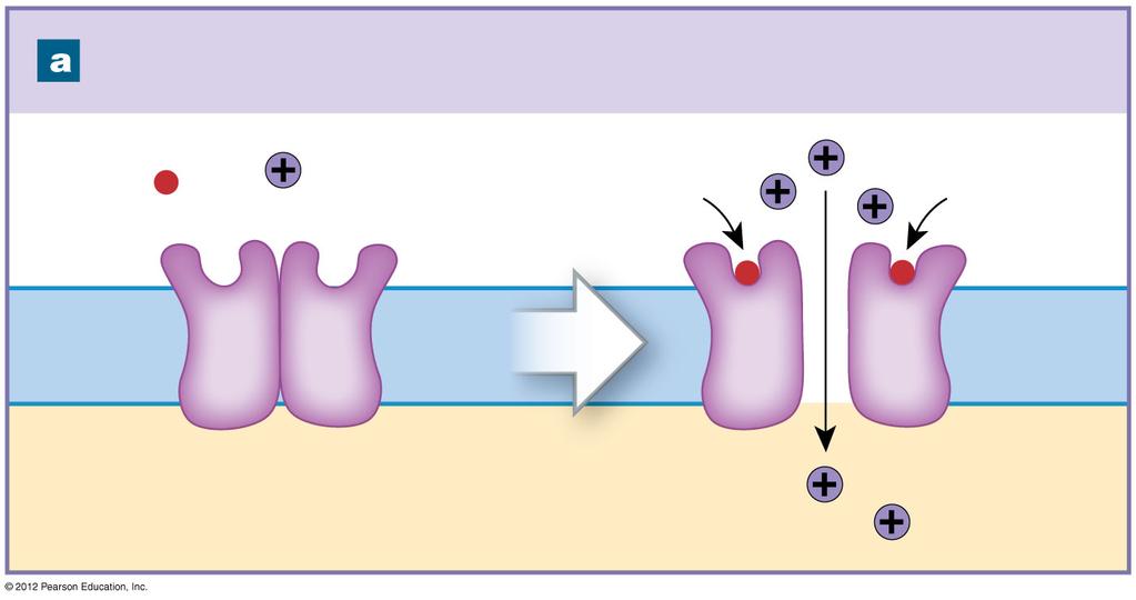 Figure 12-18a Mechanisms of Neurotransmitter Function Direct