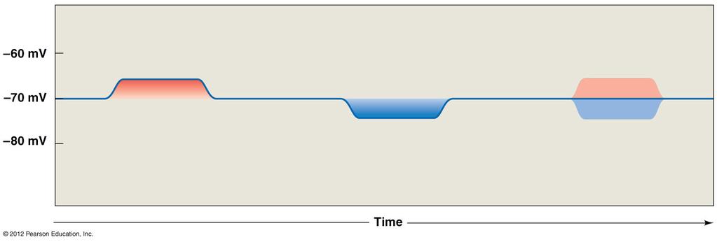 Figure 12-20 Interactions between EPSPs and IPSPs Time 2: Hyperpolarizing stimulus applied Stimulus removed Time 3: Hyperpolarizing stimulus applied EPSP