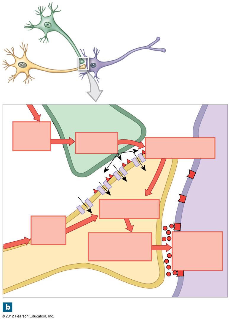 Figure 12-21b Presynaptic Inhibition and Presynaptic Facilitation Action potential arrives Serotonin release Activation of calcium channels 1.
