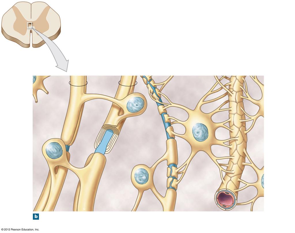 Figure 12-5b Neuroglia in the CNS Myelinated axons Internode White matter Myelin (cut) Axon Oligodendrocyte Axolemma Astrocyte Node