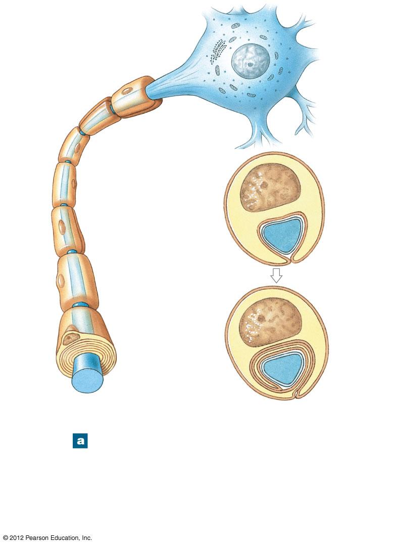 Figure 12-6a Schwann Cells and Peripheral Axons Axon hillock Axon Nucleus Myelinated internode Initial segment (unmyelinated) Dendrite Nodes Schwann cell nucleus Axon Neurilemma Axon Axolemma Myelin