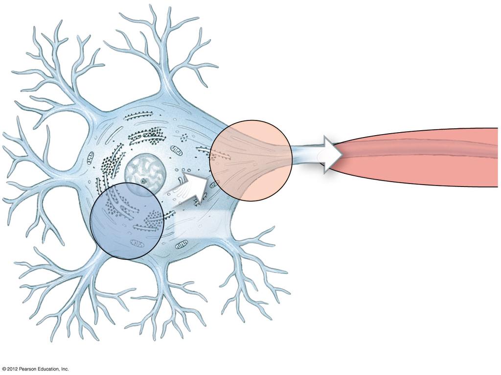 Figure 12-8 An Overview of Neural Activities Resting potential stimulus