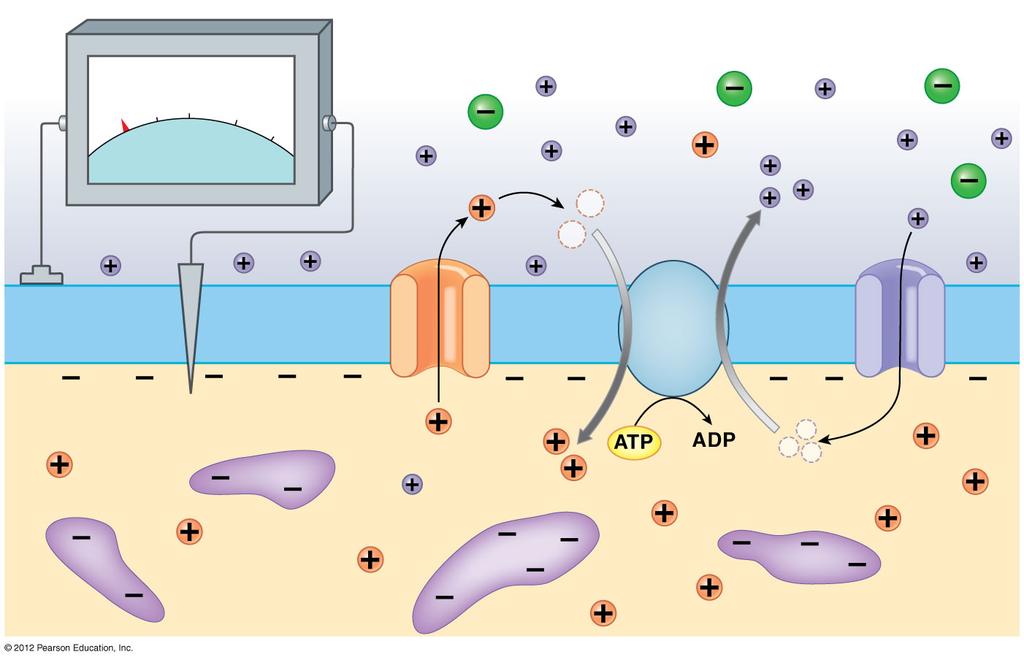 Figure 12-9 The Resting Potential is the Transmembrane Potential of an Undisturbed Cell EXTRACELLULAR FLUID 70 30 0 +30 Cl mv