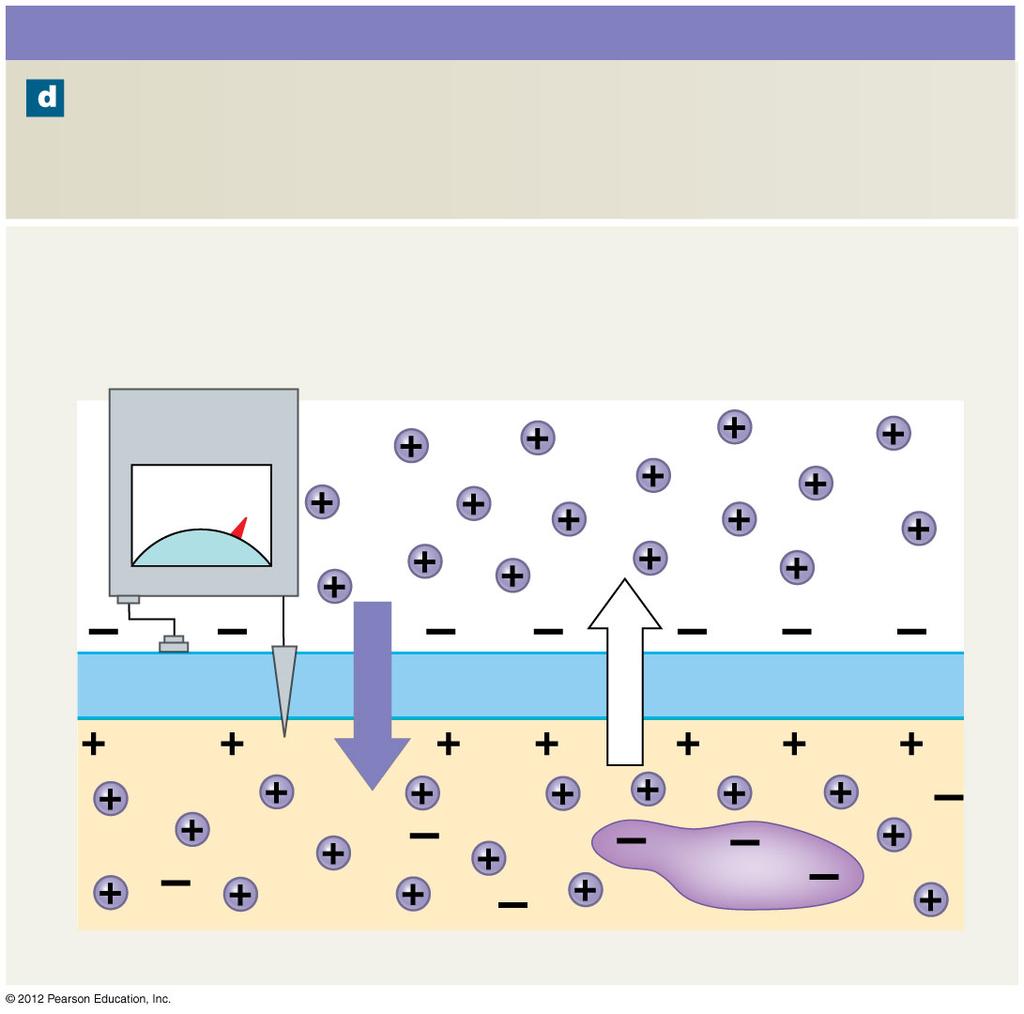 Figure 12-10d Electrochemical Gradients for Potassium and Sodium Ions Sodium Ion Gradients If the plasma membrane were freely permeable to sodium ions, the influx of Na +