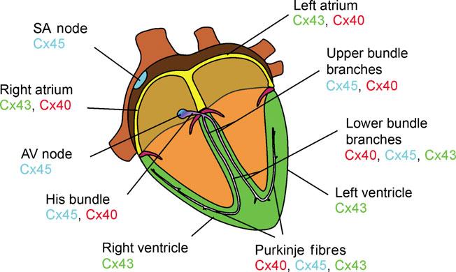 Gap Junctions in Mammalian Cardiac Tissue (Severs et al.