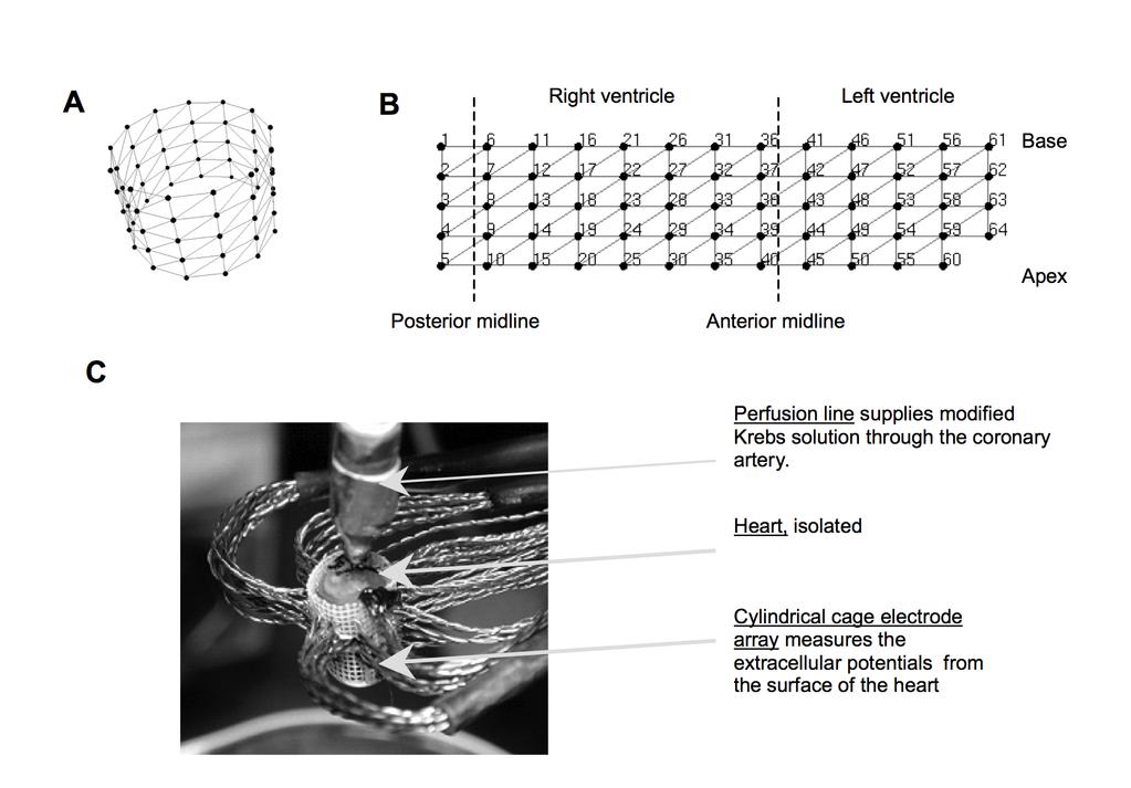Epicardial Electrical Mapping System for Mouse Heart Sohn et al, IEEE
