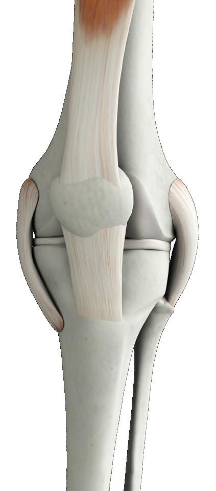 Knee Anatomy and Function The knee is a joint that connects the bones in the upper and lower leg, and is comprised of cartilage, muscle, ligaments, and tendons.