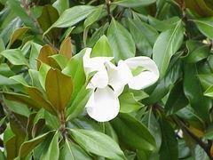 Magnoliids common in Arkansas include: Southern Magnolia