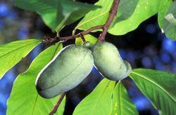 Magnoliids common in Arkansas include: Pawpaw
