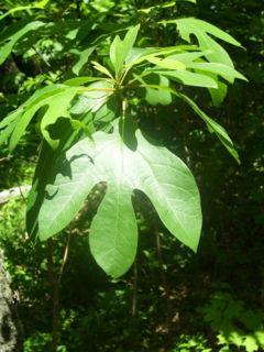 Magnoliids common in Arkansas include: Sassafras