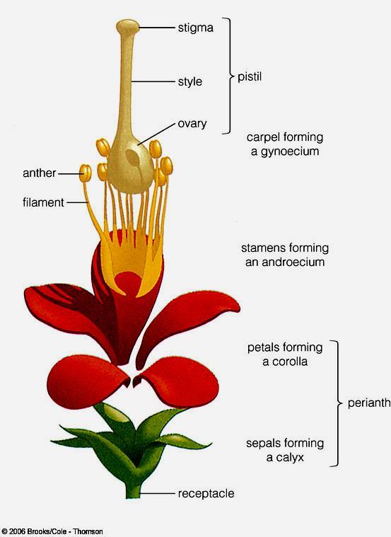 At the base of the pistil is the ovary, where the egg cells are formed and fertilization occurs.
