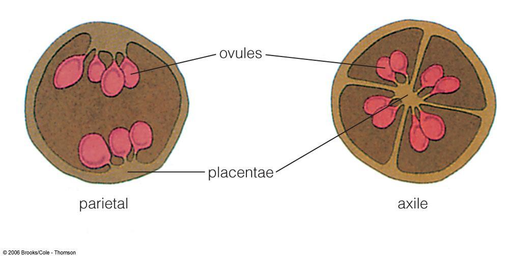 Inside the locules, the ovules are attached to the