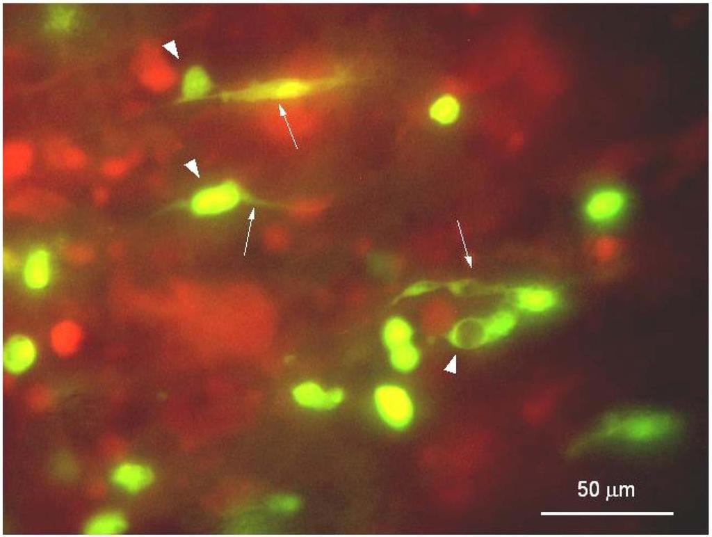 In vivo imaging with fluorescent proteins: the new cell biology 81 Animal care All animal studies were conducted in accordance with the principles and procedures outlined in the Guide for the Care
