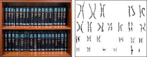 Chromosomes = Set of
