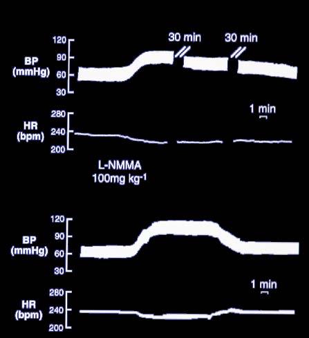 Effect of L-NMMA (100mg kg -1 ) on blood pressure and heart rate L-NMMA 100mg kg -1 L-NMMA