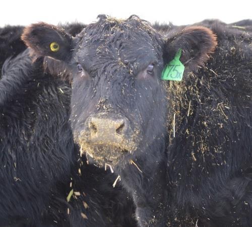 Other years, there is a lack of available feed, or perhaps there is an abundance of low quality forage, grain, or grain by-products available that may appear to be economical however can pose
