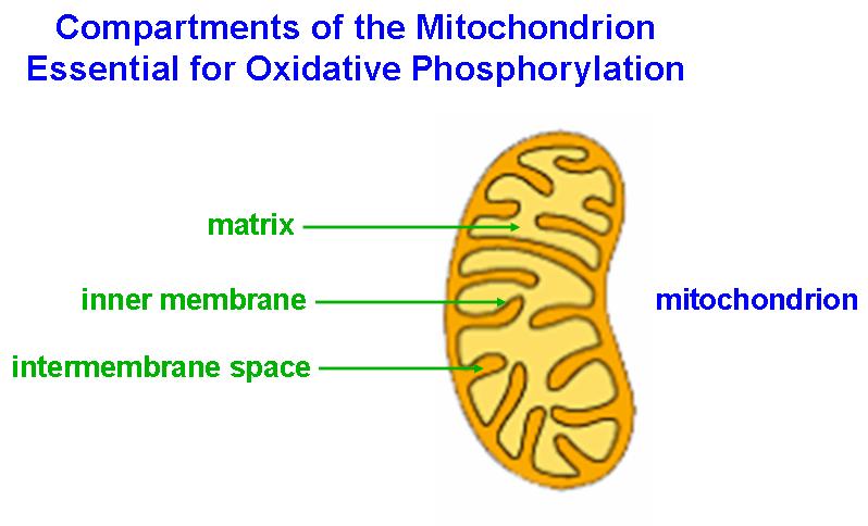 Definition - Oxidative Phosphorylation: The production of ATP using energy derived from oxidation/reduction (redox) reactions of an electron