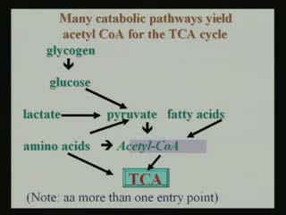 (Refer Slide Time: 15:50) Now, as I have already mention that, this pyruvic acid can be produced from glycogen to glucose to