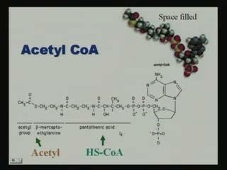 acetyl CoA, fatty acid can also give acetyl CoA and this acetyl CoA is entering to the TCA cycle.
