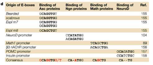 28 Proneural genes bind E