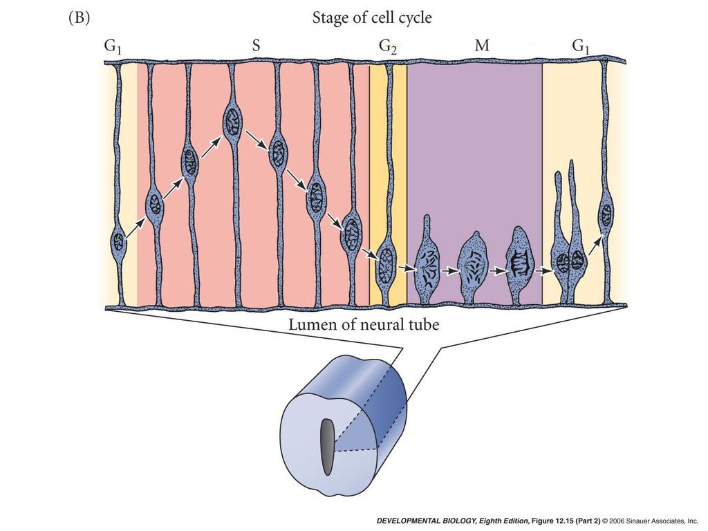 Role of asymmetric cell division This will be covered further in the papers you read.