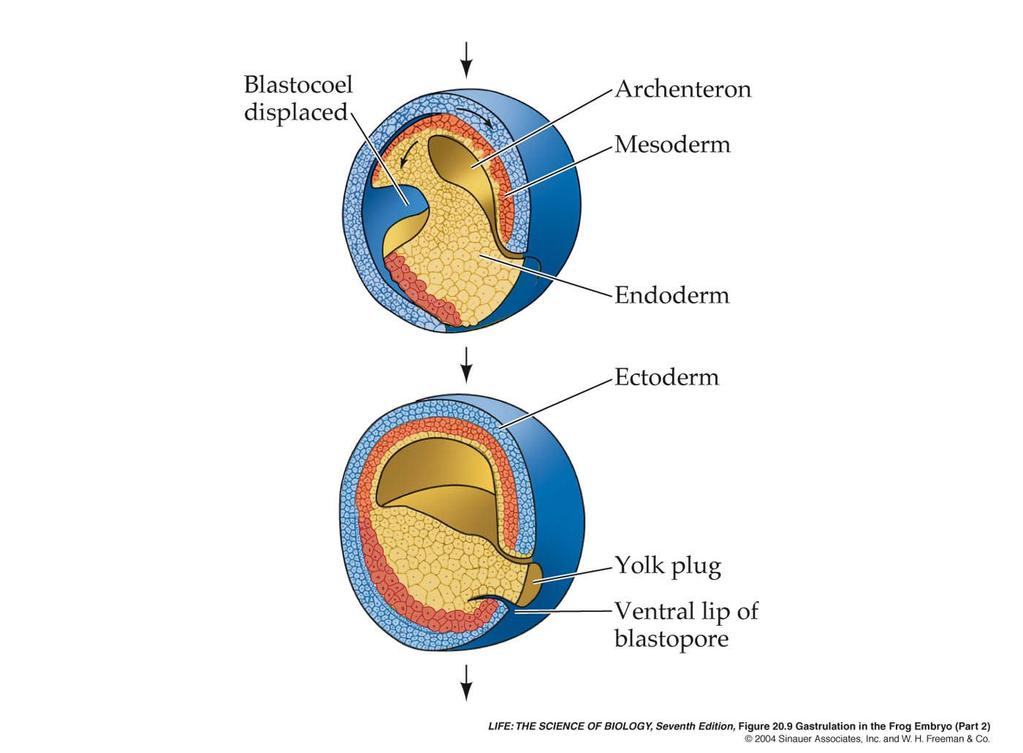 8 Ectoderm epidermis nervous system Mesoderm