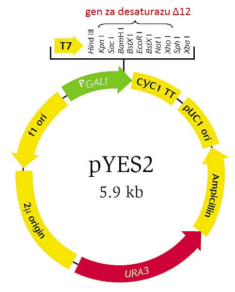 2.1. SOJEVI KVASCA I UVJETI RASTA 2.1.1. Plazmid pyes2 Plazmid pyes2 (Invitrogen) (slika 12), s ugrađenim genom Δ12 za desaturazu (GenBank, Accession No.