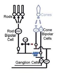 Rods and Cones: Synaptic Connections Rods converge on bipolar cells that do not access