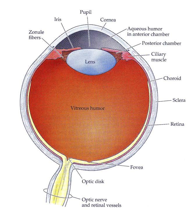Anatomy of the Eye Fluid-filled sphere 3 tissue layers Sclera Iris, ciliary body, choroid Retina