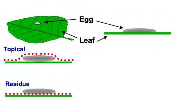 Ovicides ~ Egg Killers Ovicides ~ How do they work? Codling moth eggs are laid on the upper surfaces of leaves near fruiting clusters and on fruit.