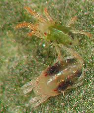 Most of these pests would be classified as secondary, because control of these pests does not shape our IPM programs; indeed, many indirect pest problems are induced by the control measures for