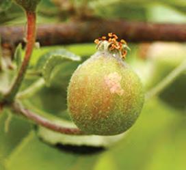 Secondary Pests Western Flower Thrips Thrips migrate into orchards in the spring and cause injury to certain apple varieties when they lay an egg in a developing fruitlet.