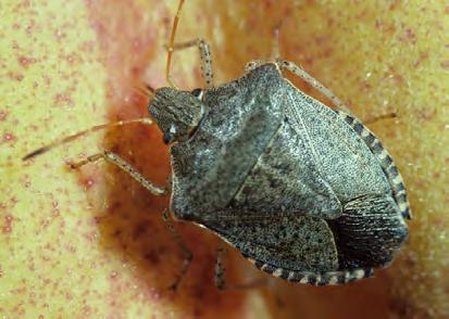 Stink bugs reproduce outside of the orchard but damage fruit in late summer and fall when Consperse stink bug as adults they migrate into orchards.