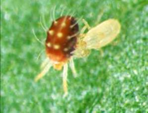 Uncontrollable outbreaks during the 1960 s were stabilized by biological control. By the mid-1990s only 10% of the acres in Washington required insecticidal control of mites.