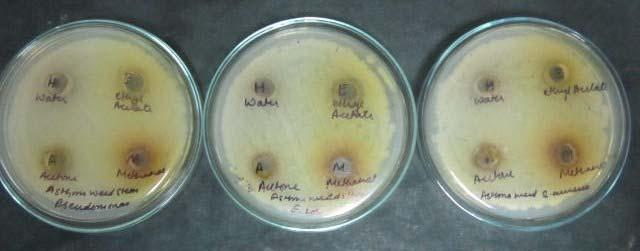 Table 2: Antibacterial activity of Euphorbia hirta stems Zone of inhibition (mm) Pathogens Hot water Acetone Ethyl Acetate Methanol extract Escherichia 0 0 15 0 coli Staphylococcus 0 0 13 0