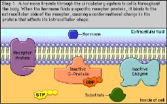 2: Cells communicate with each other through direct contact with other cells or from a distance via chemical signaling. C. Signals released by one cell type can travel long distances to target cells of another cell type.