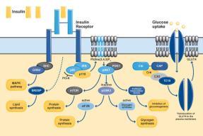 B. Signal transduction is the process by which a signal is converted to a cellular response. 1.