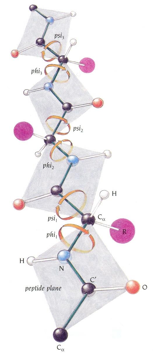Peptide Units Are Building Blocks of Protein Structures The only degrees of freedom: N-Cα bond: phi