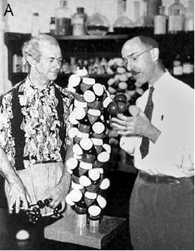 The Start of Protein Structure 1934 Dorothy Crowfoot (later Hodgkin*) and JD Bernal photograph X-ray diffraction from protein crystals 1951* Linus Pauling and Robert Corey