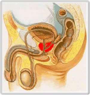 The male reproductive system Vas deferens Urethra Urinary bladder