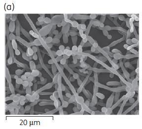 Figure 1. SEM images of the activity of SCY-078 against biofilms (a) C.