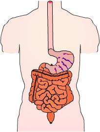 The small intestines are made up of several sections: the duodenum the jejunum the ileum Fibers and digested food finally reach the colon. The colon absorbs water, and is a storage area for stool.